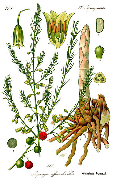 Asparagus (asparagus officinalis)