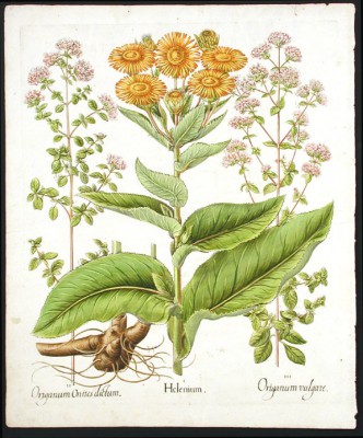 Oregano (origanum vulgare)