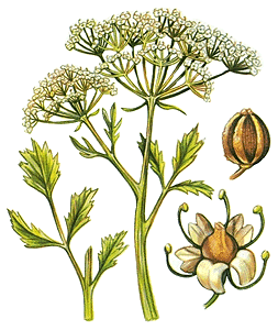 Aniseed or Anise (pimpinella anisum)