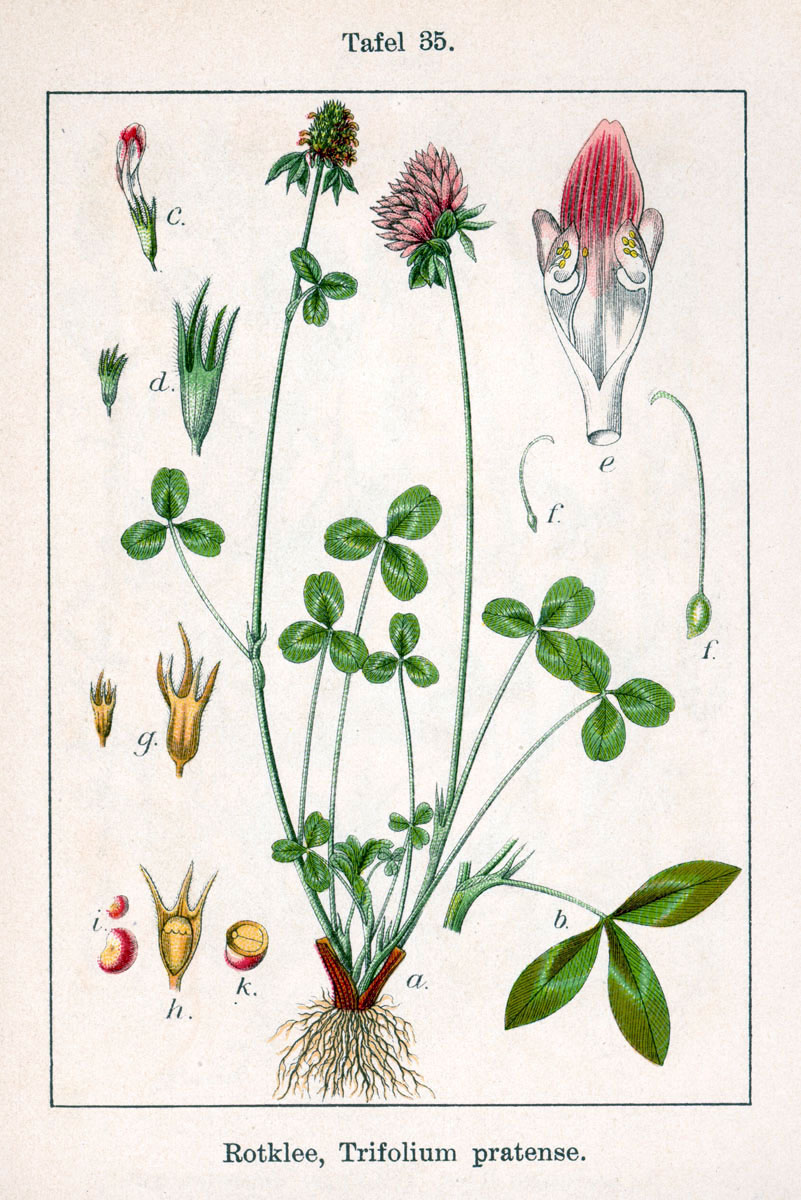 Red clover (Trifollium pratense)