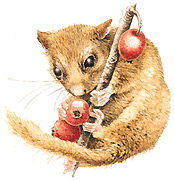 Real Dormouse