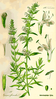 Hyssop (Hyssopus Officinalis)