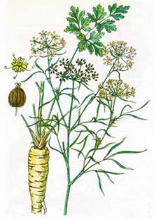 Parsley (Petroselinum Hortense)