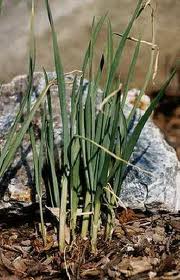 Garlic (Allium Sativum)