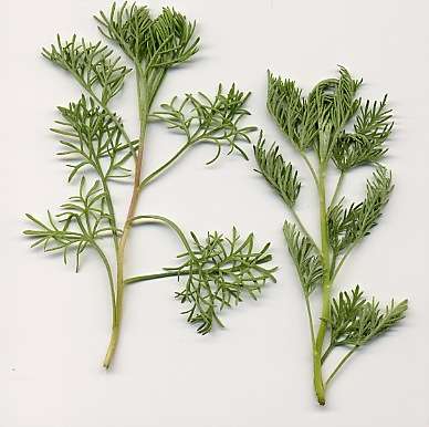 Southernwood (Artemisia Abrotanum)