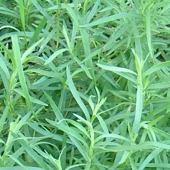 Taragon (Artemisia dracunculus)