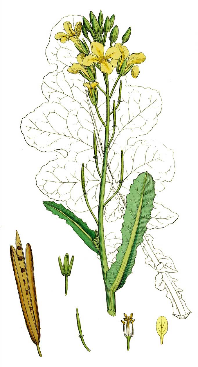 Cabbage (brassica oleracea)