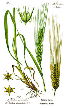 Barley (hordeum vulgare)