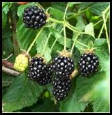 Blackberry (Rubicus fruticosus)