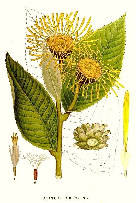 elecampane root (Inula helinum)
