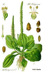 Plantain (Plantago major, minor, lanceolata)