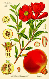 Pomegranate (punica granatum)