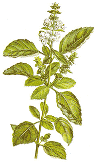 Basil (Ocimum Basilicum)