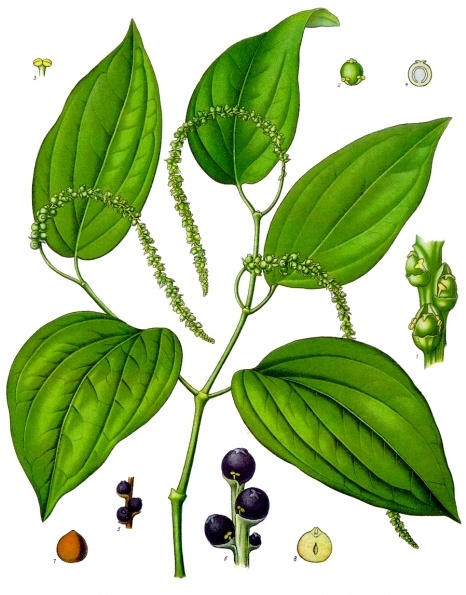 Black pepper (Piper nigrum)