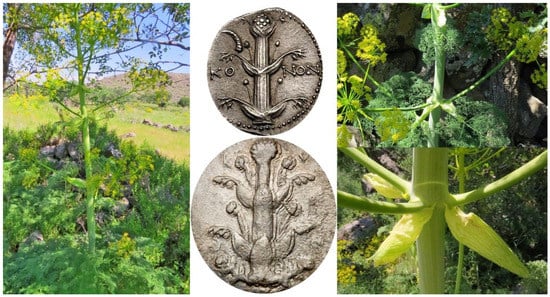 photos detailing the plants found in Anatolia and comparison to ancient art of SIlphium.