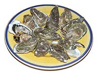 Roman oysters