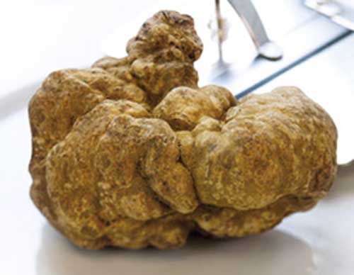 Tubera (truffles)